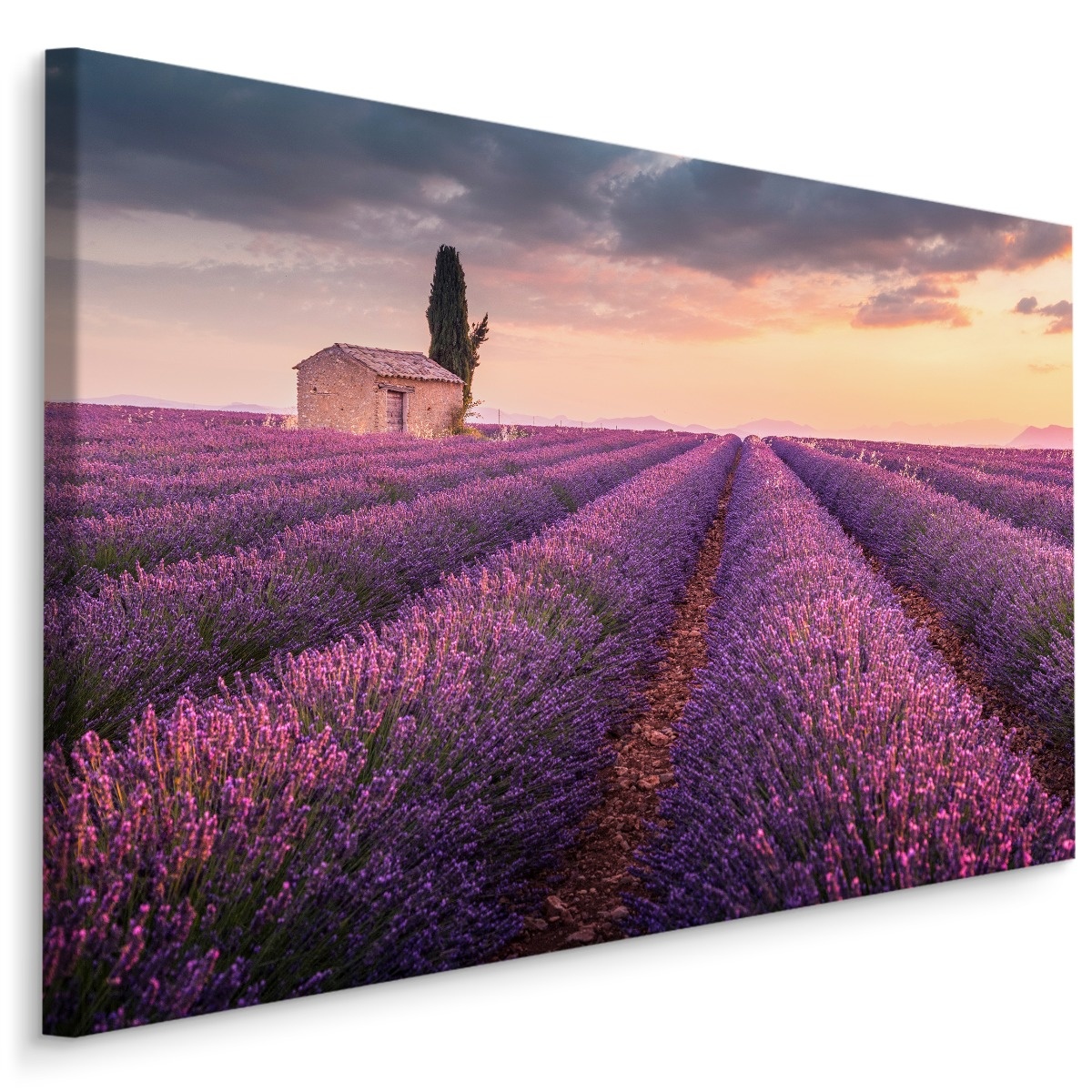 Schilderij - Lavendelveld bij zonsondergang, paars, 4 maten, wanddecoratie afbeelding