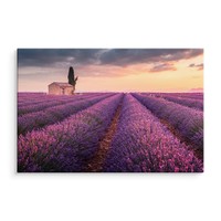Schilderij - Lavendelveld bij zonsondergang, paars, 4 maten, wanddecoratie