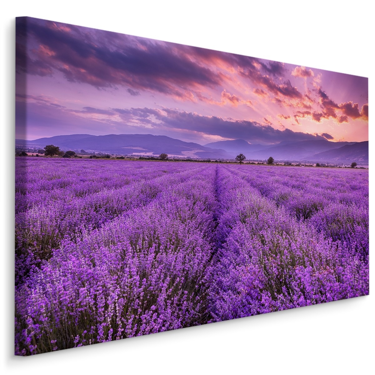 Schilderij Lavendelveld, paars, 4 maten, wanddecoratie afbeelding