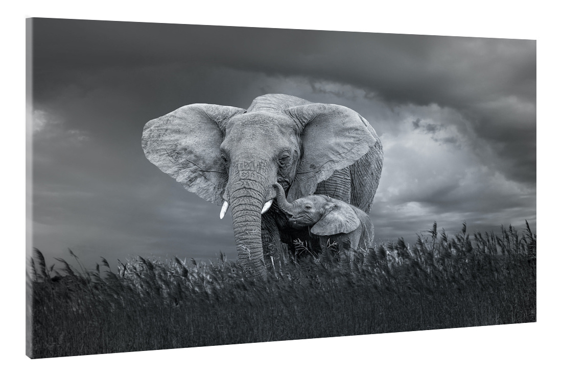 Schilderij - Moeder en baby olifant, Zwart-Wit, 2 maten, Premium print afbeelding