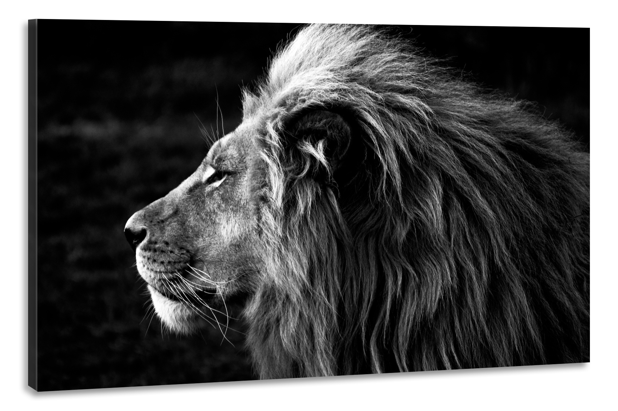 Schilderij -Zijprofiel van een Leeuw, Koning van de Jungle, zwart/wit, 100x70cm. premium print afbeelding