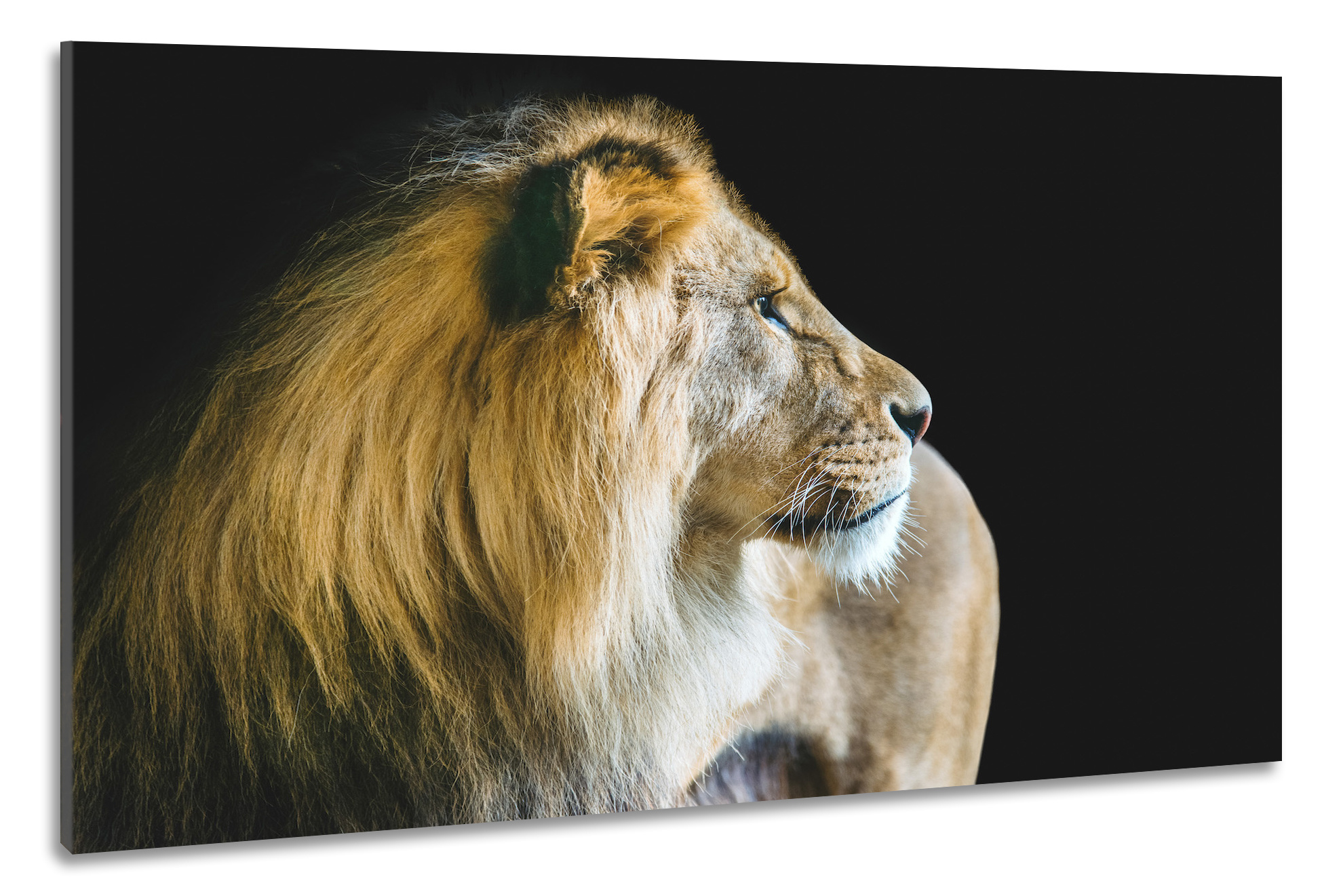 Schilderij -Waakzame Leeuw, 2 maten, premium print, wanddecoratie afbeelding