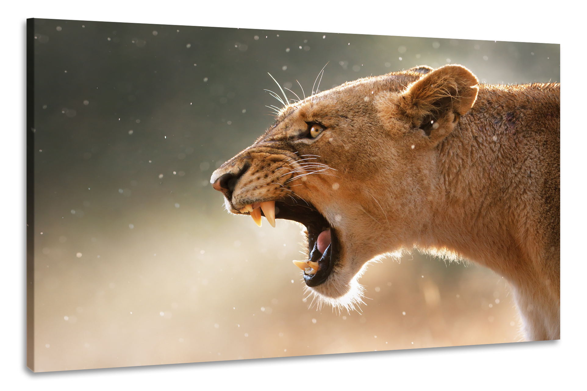Schilderij -Brullende Leeuwin, 2 maten, premium print, wanddecoratie afbeelding