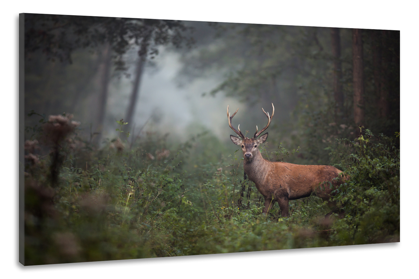 Schilderij -Hert in bos, 2 maten, premium print, wanddecoratie afbeelding