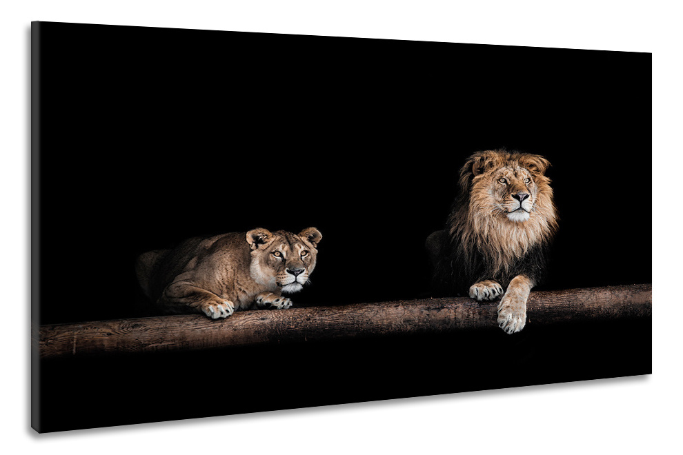 Schilderij -Leeuw en Leeuwin, 2 maten, wanddecoratie afbeelding