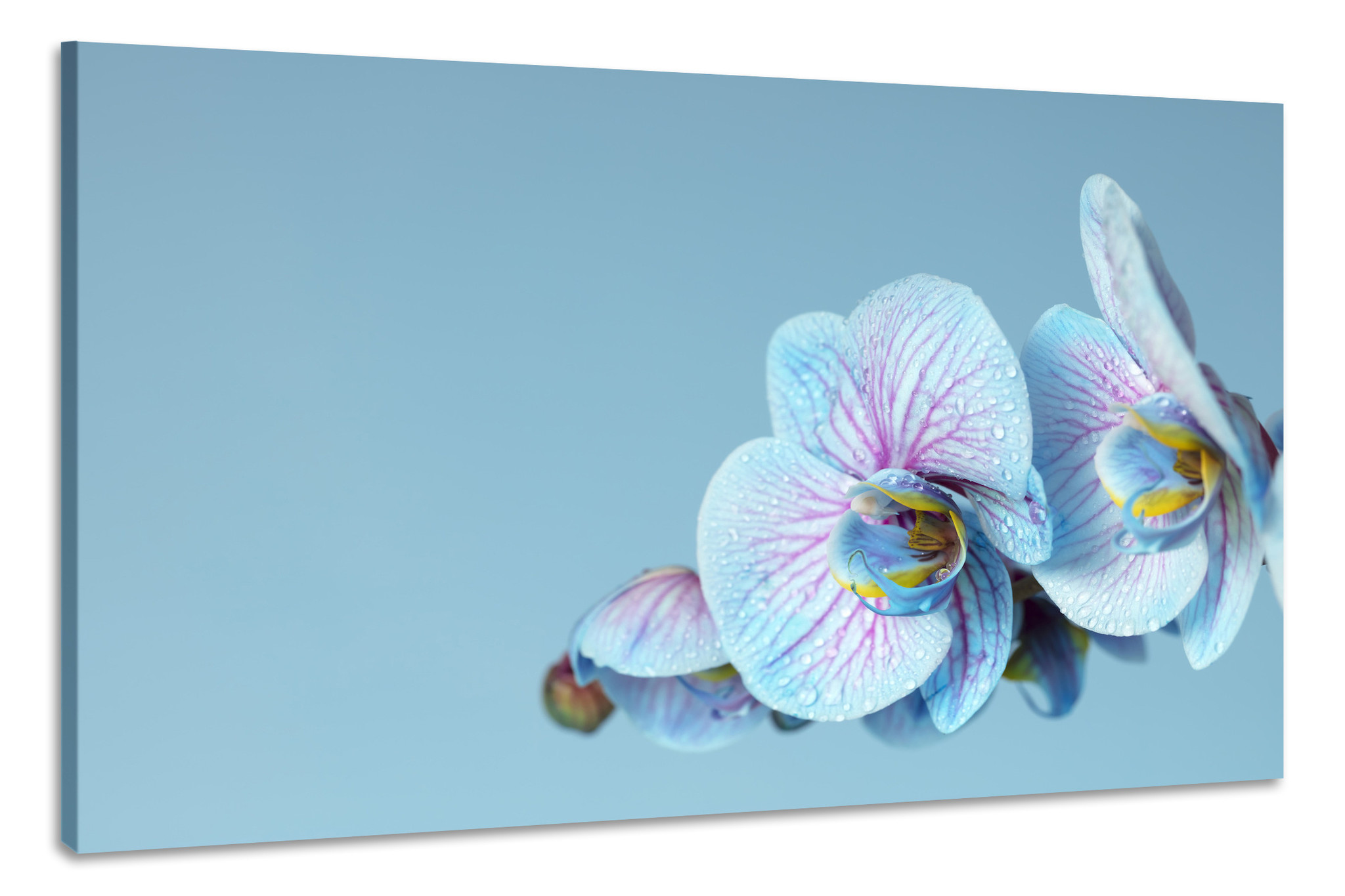Schilderij -Blauwe Orchidee, 100x70cm, wanddecoratie afbeelding