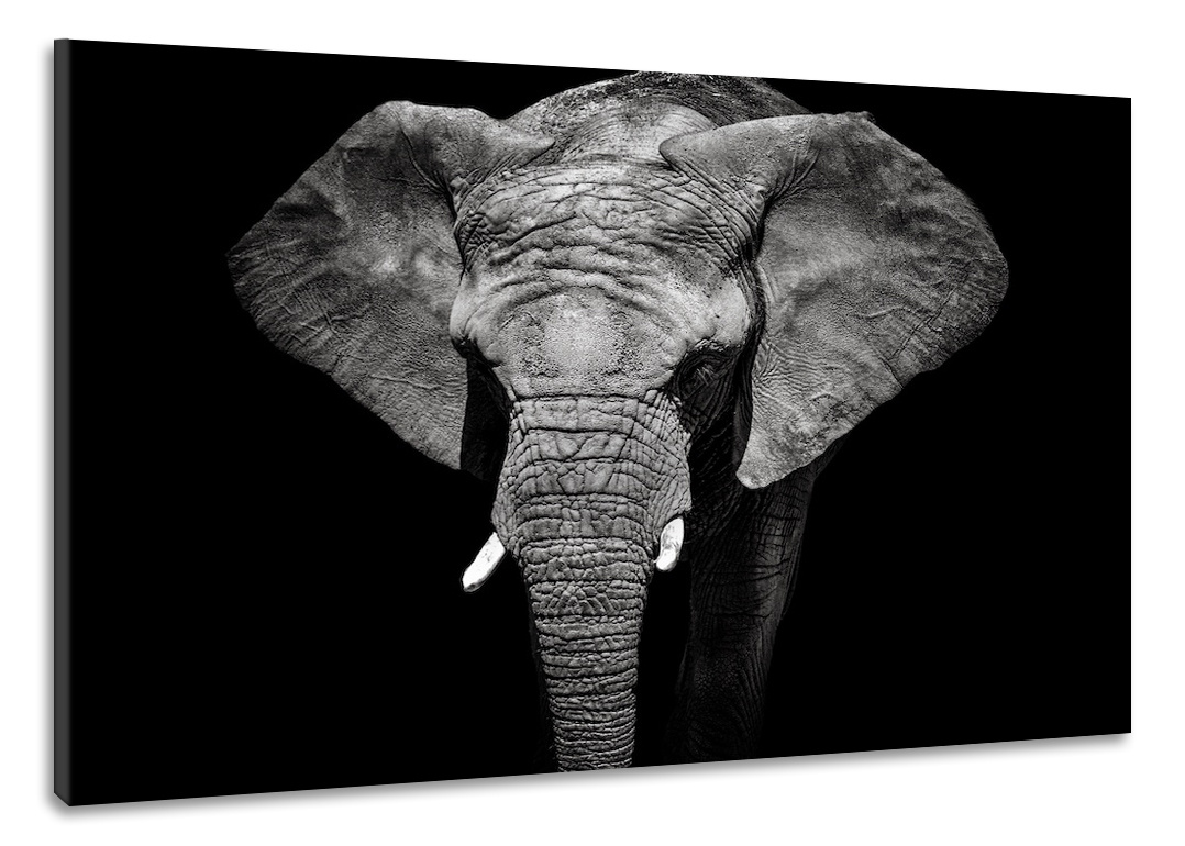 Schilderij -Olifant in zwart/wit, magisch, 100x70cm, wanddecoratie afbeelding