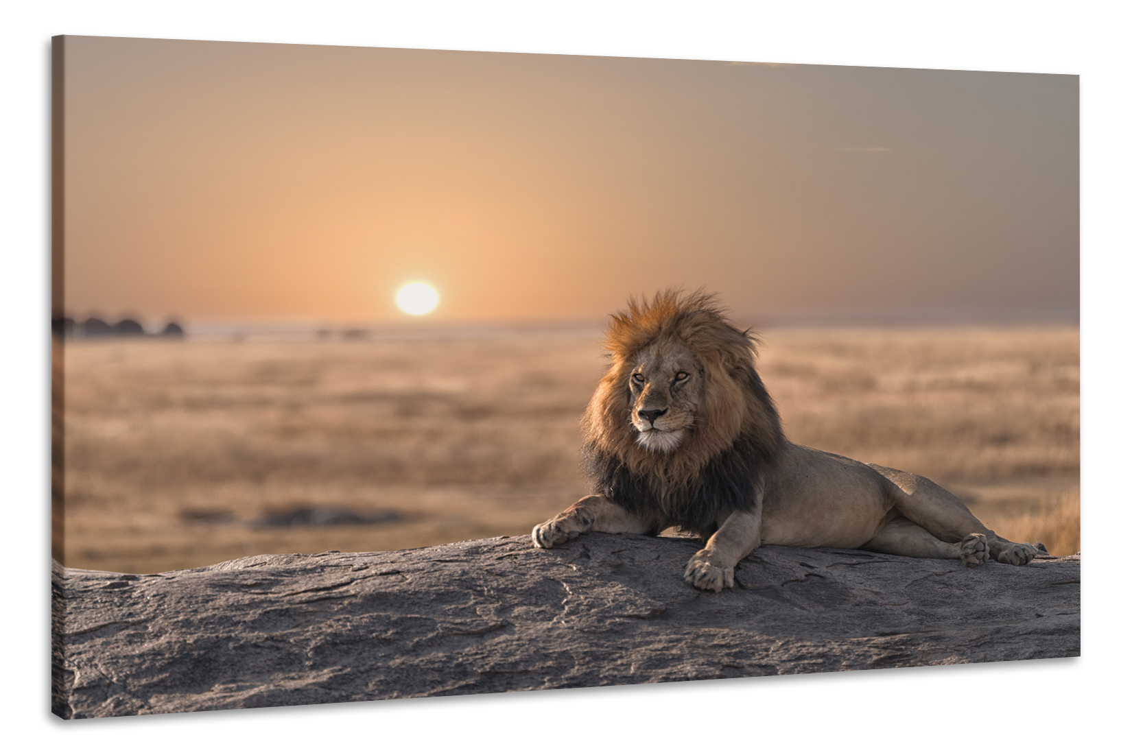 Schilderij -Leeuw bij zonsondergang, 90x60cm. dieren, wanddecoratie afbeelding