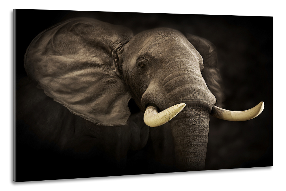 Schilderij -Imposante Olifant, dieren, 100x70cm, Premium print afbeelding