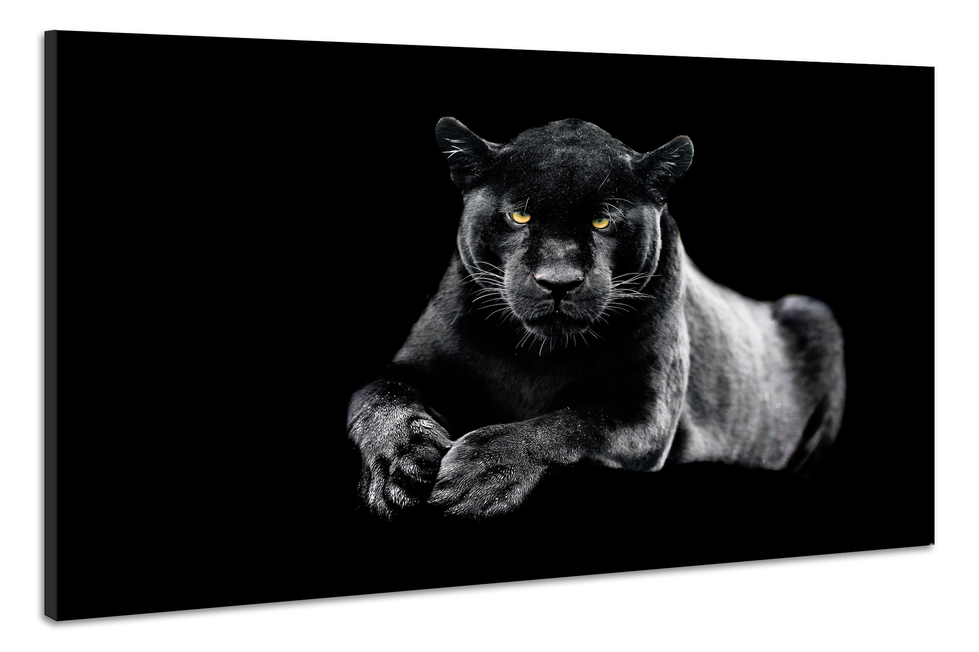 Schilderij -Zwarte Panter, dieren, 2 maten, Wanddecoratie afbeelding