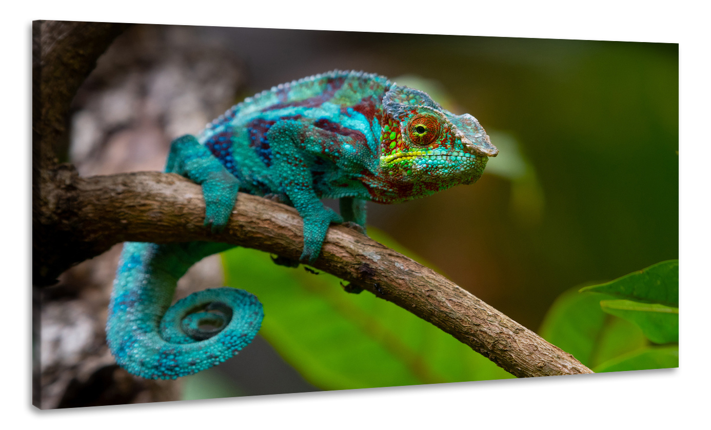 Schilderij -Kameleon, dieren, 100x60cm, Premium print afbeelding