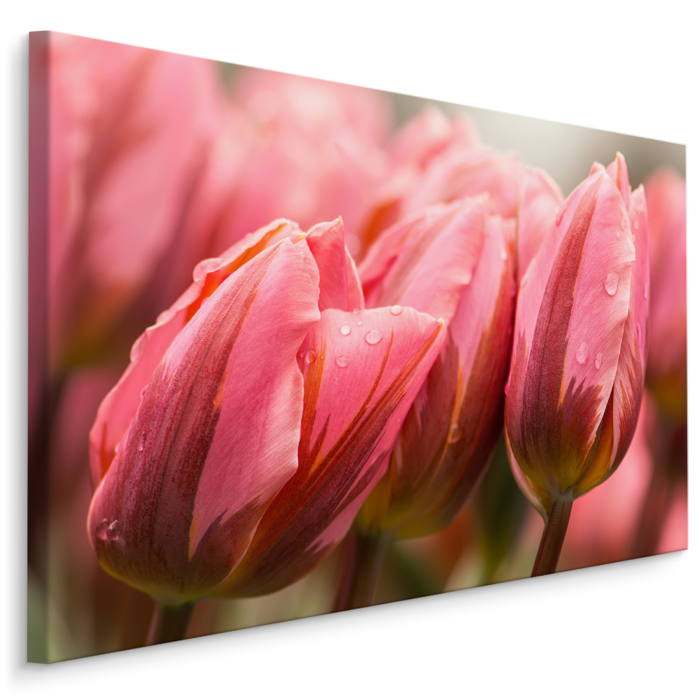 Schilderij - Roze tulpen, premium print afbeelding
