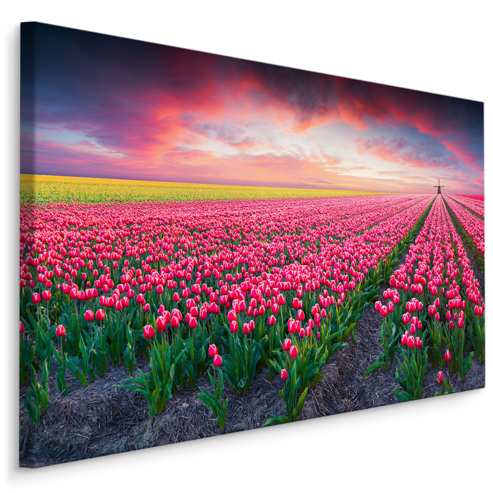 Schilderij - Bloeiend tulpen veld, premium print