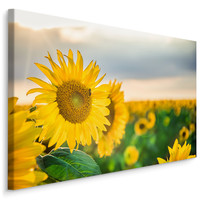 Schilderij - Prachtige zonnebloemen veld, premium print