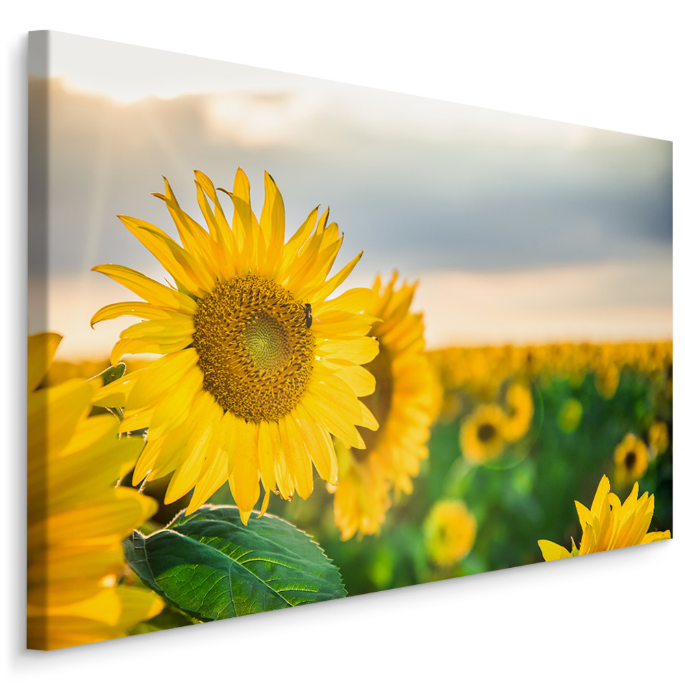 Schilderij - Prachtige zonnebloemen veld, premium print