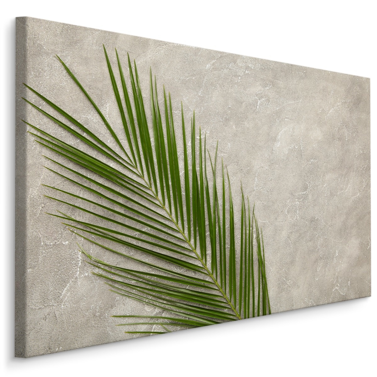Schilderij - Palm Blad op een betonnen achtergrond, 5 maten