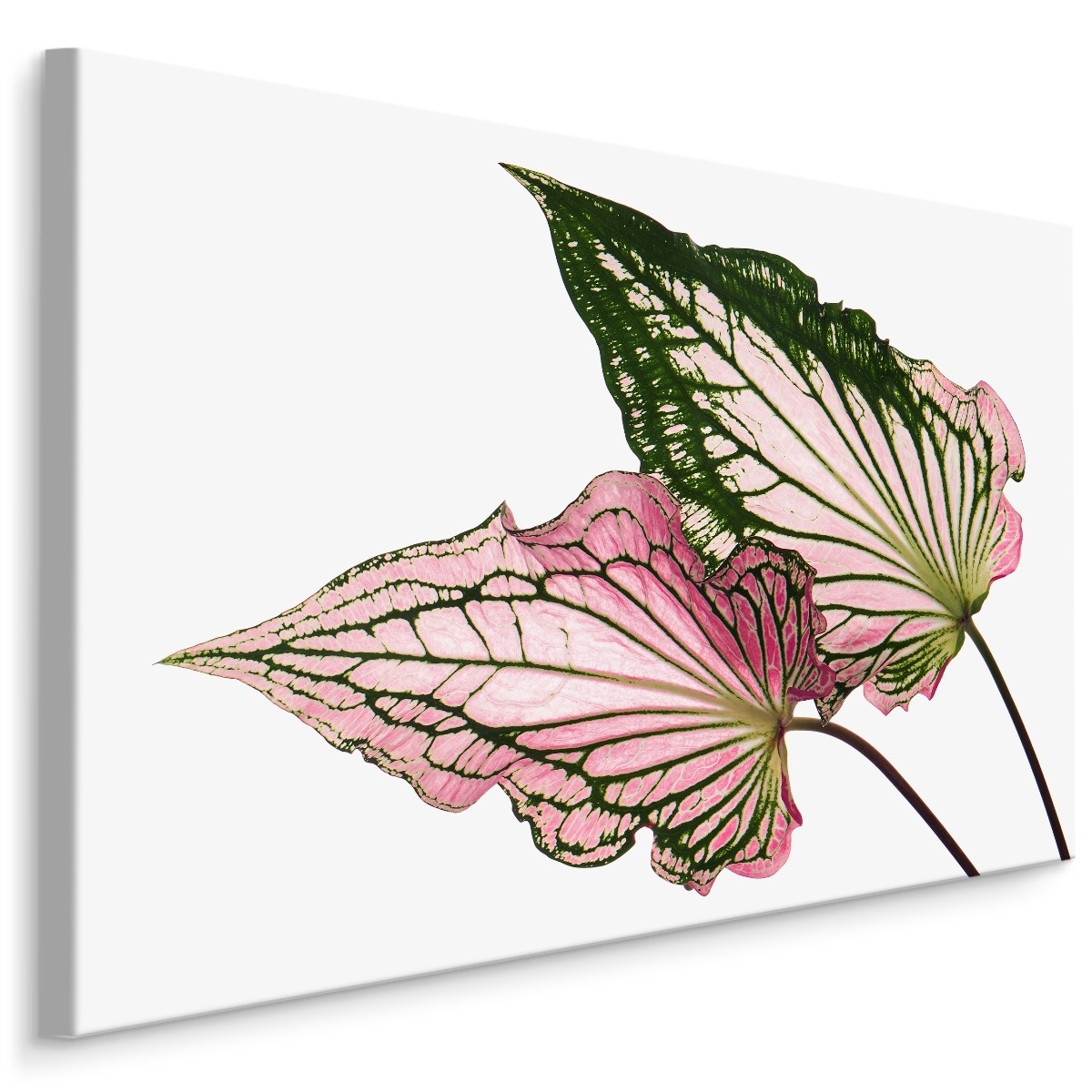 Schilderij - Caladium Bladeren, Groen/roze, premium Print afbeelding
