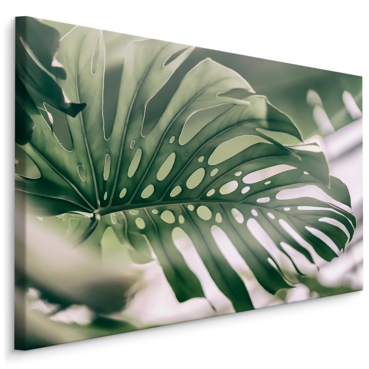 Schilderij - Close up Monstera Blad, Groen, Premium Print afbeelding