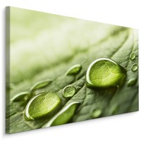 Schilderij - Waterdruppels op een blad, Groen, Premium Print