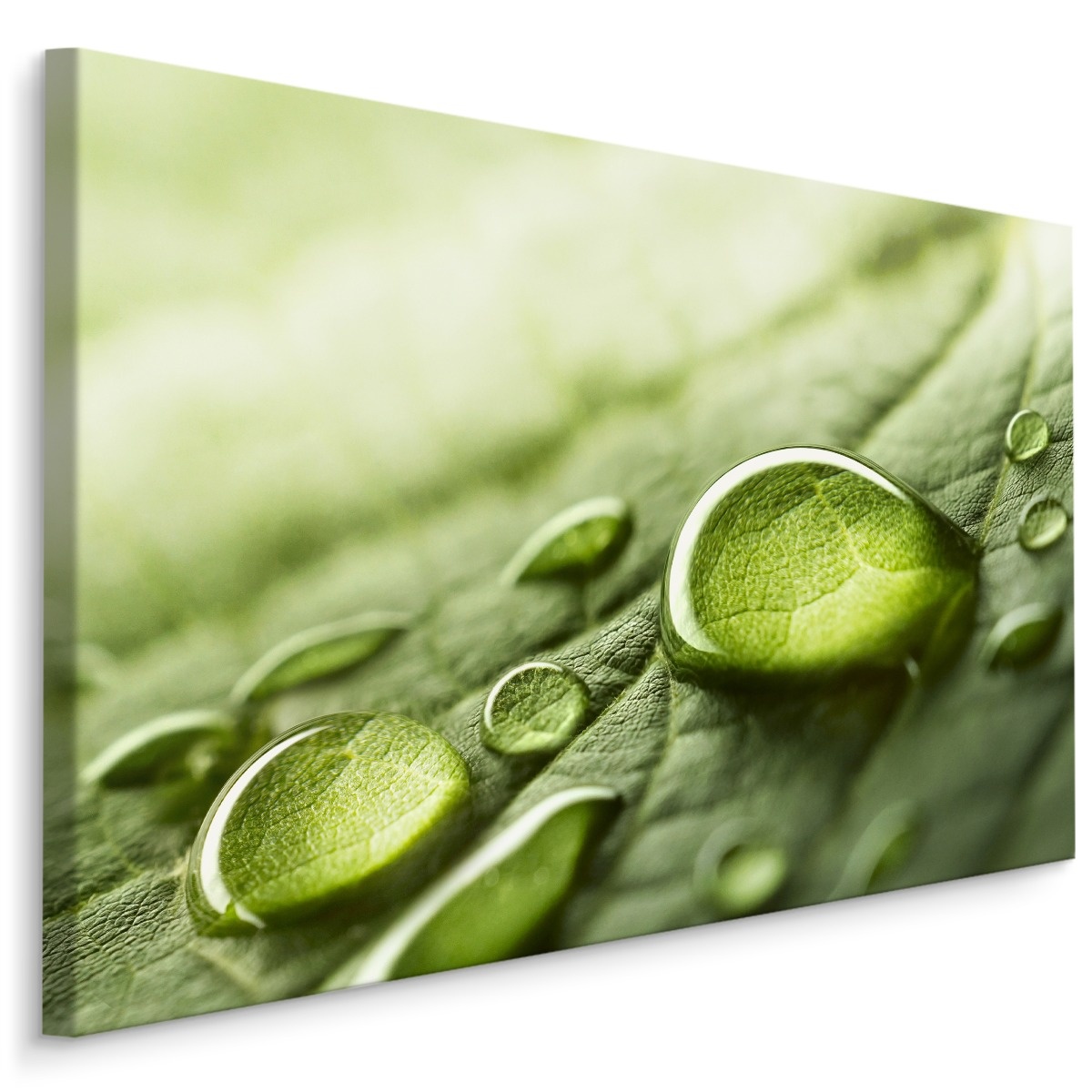 Schilderij - Waterdruppels op een blad, Groen, Premium Print afbeelding