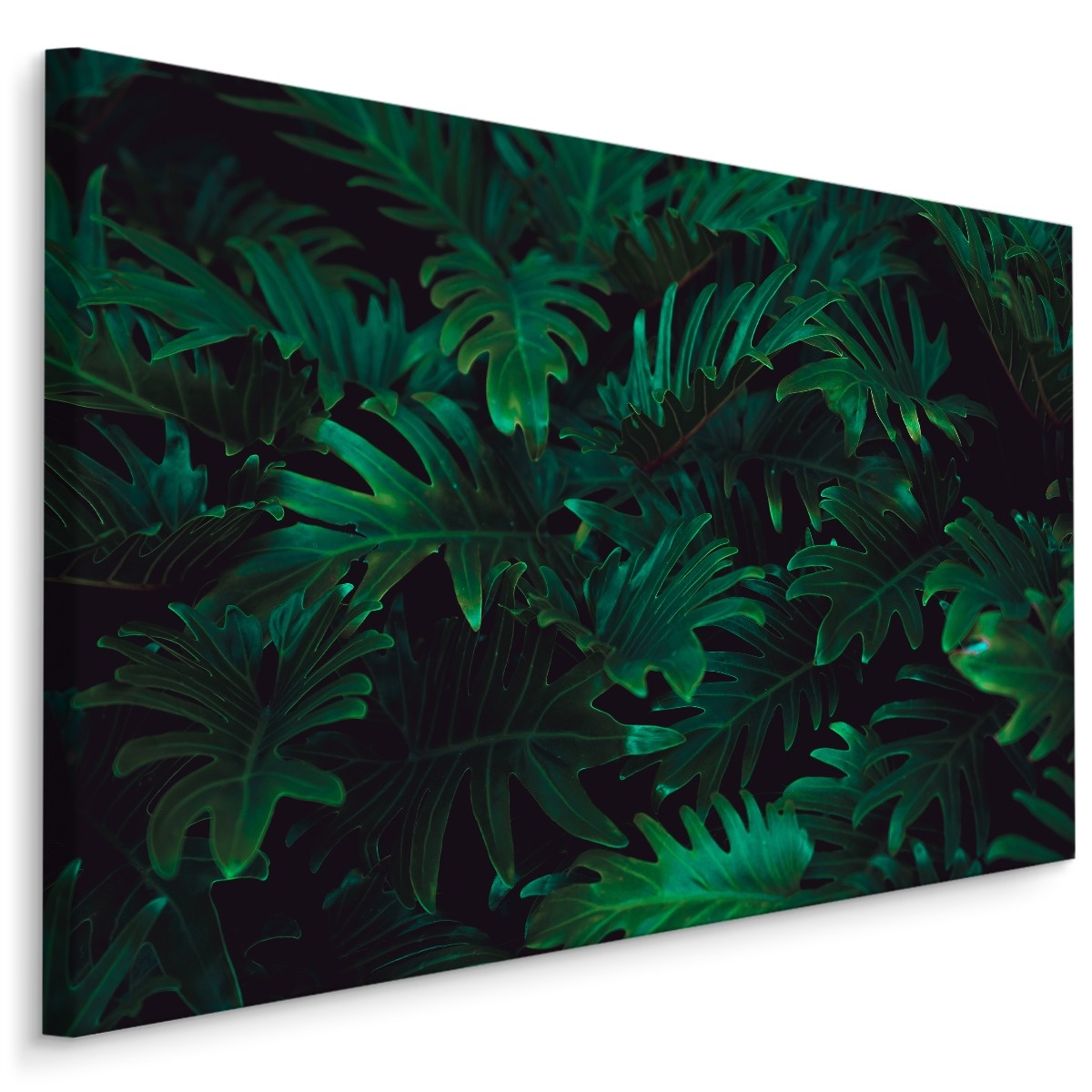 Schilderij - Varens, premium print afbeelding