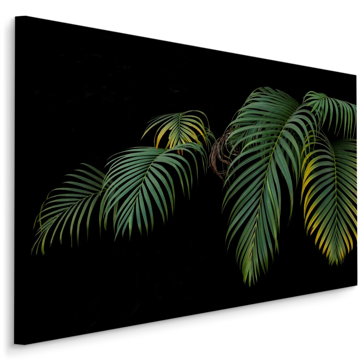 Schilderij - Tropische palmbladeren zwarte achtergrond, premium print afbeelding