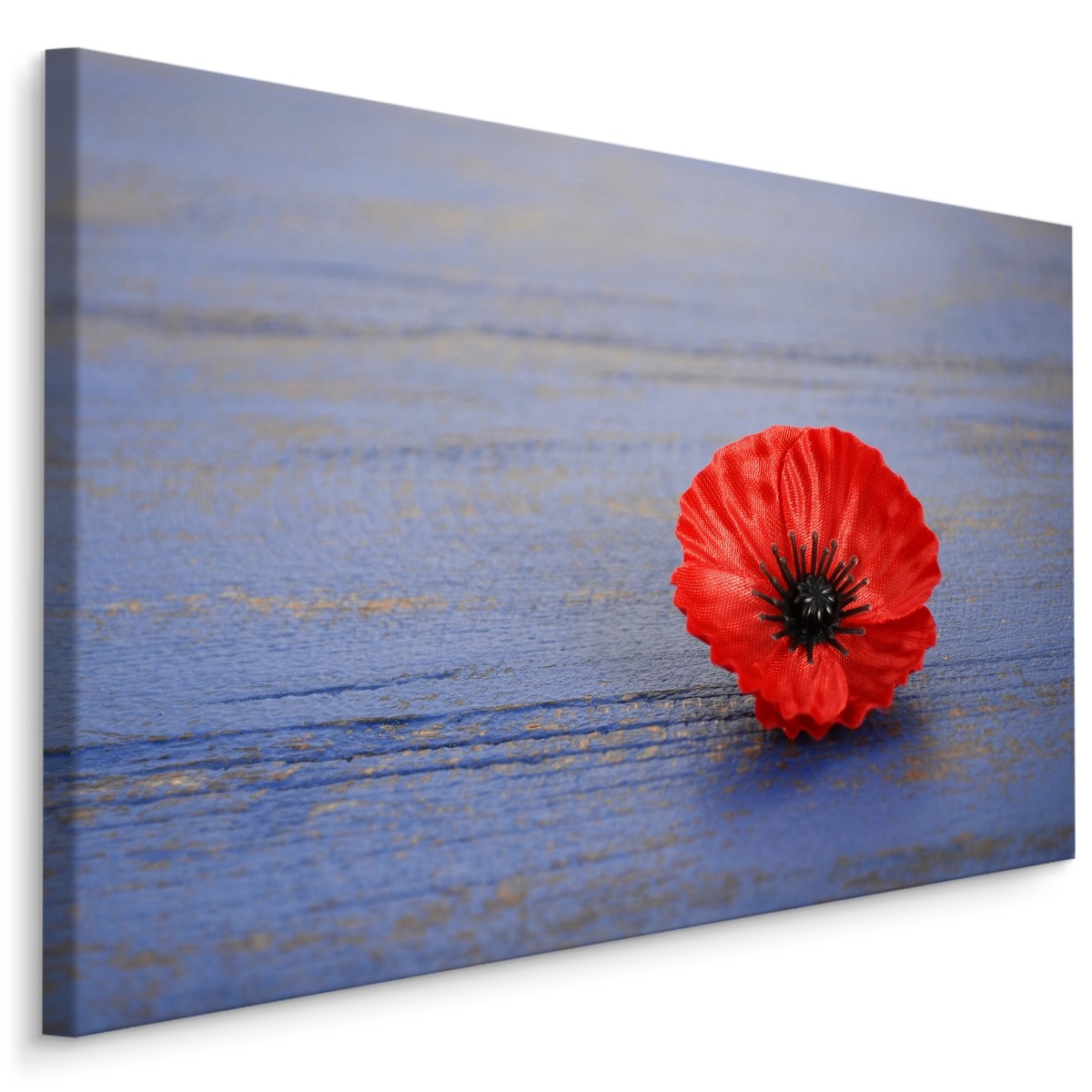 Schilderij - Klaproos op blauw hout (print op canvas), premium print afbeelding
