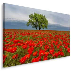 Schilderij - Klaprozen veld, premium print Schilderij - Klaprozen veld, premium print