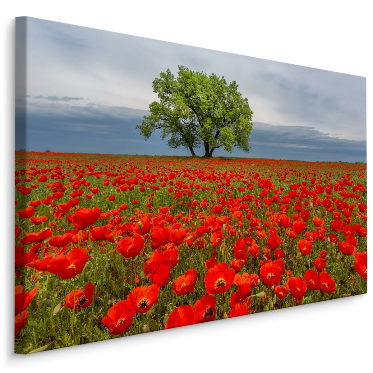 Schilderij - Klaprozen veld, premium print afbeelding