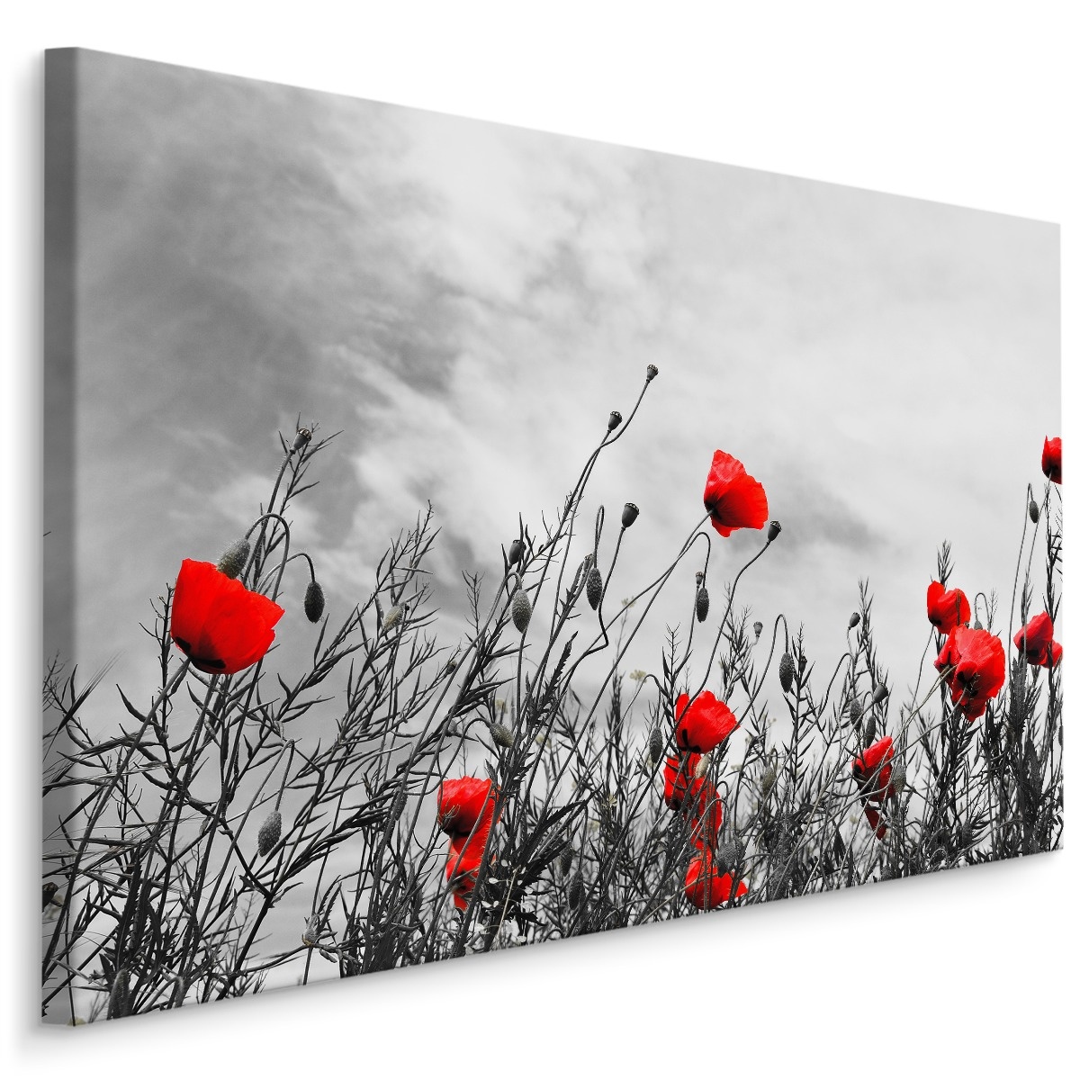 Schilderij - Rode klaprozen, zwart-wit veld, premium print afbeelding