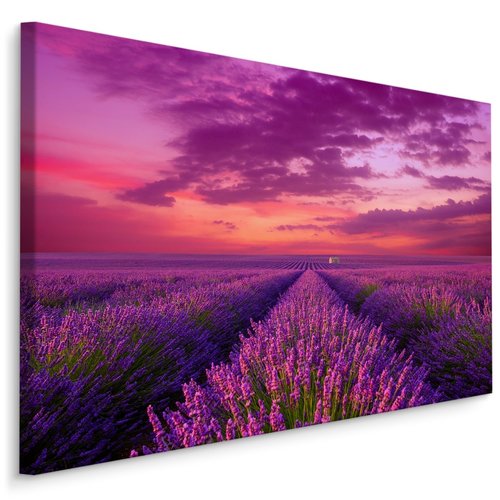 Schilderij - Bloeiende lavendelveld, premium print
