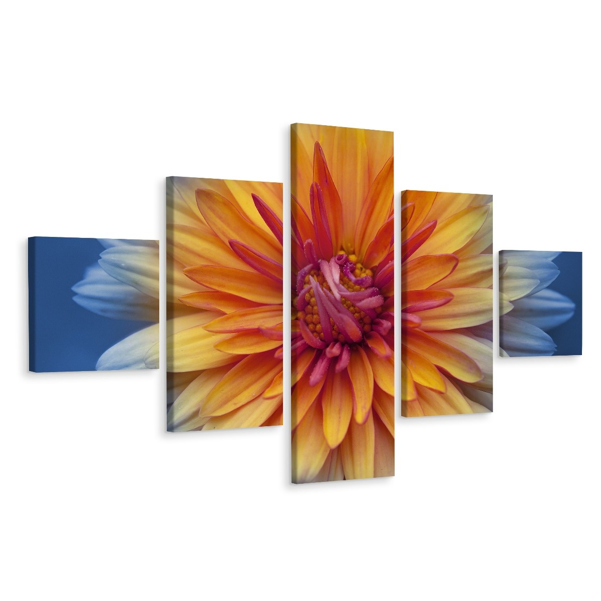 Schilderij - Chrysant close-up, 5luik, premium print afbeelding
