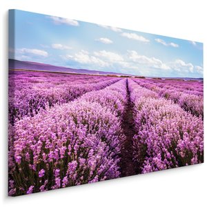 Schilderij - Bloeiend Lavendel Veld, Paars/blauw, Premium Print