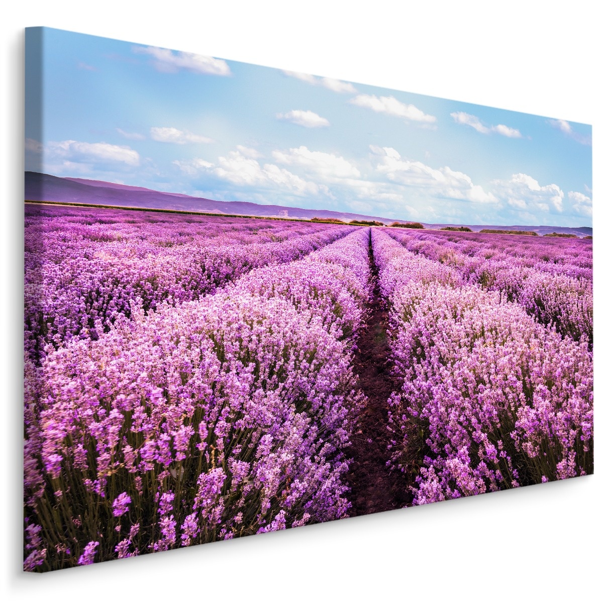 Schilderij - Bloeiend Lavendel Veld, Paars/blauw, Premium Print afbeelding