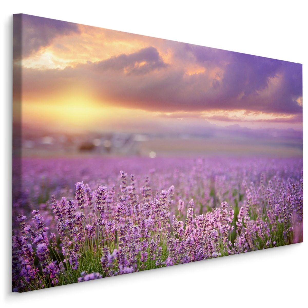 Schilderij - Prachtig veld met Lavendel, Paars, Premium Print