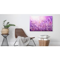 Schilderij - Lavendel in de Zon, Paars, Premium Print