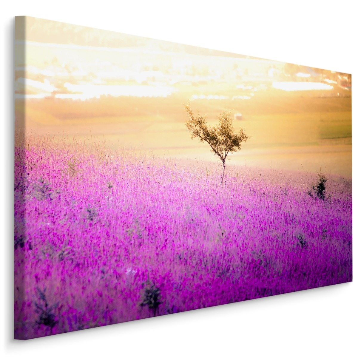 Schilderij - Eenzame Boom in een Lavendel Veld, Premium Print