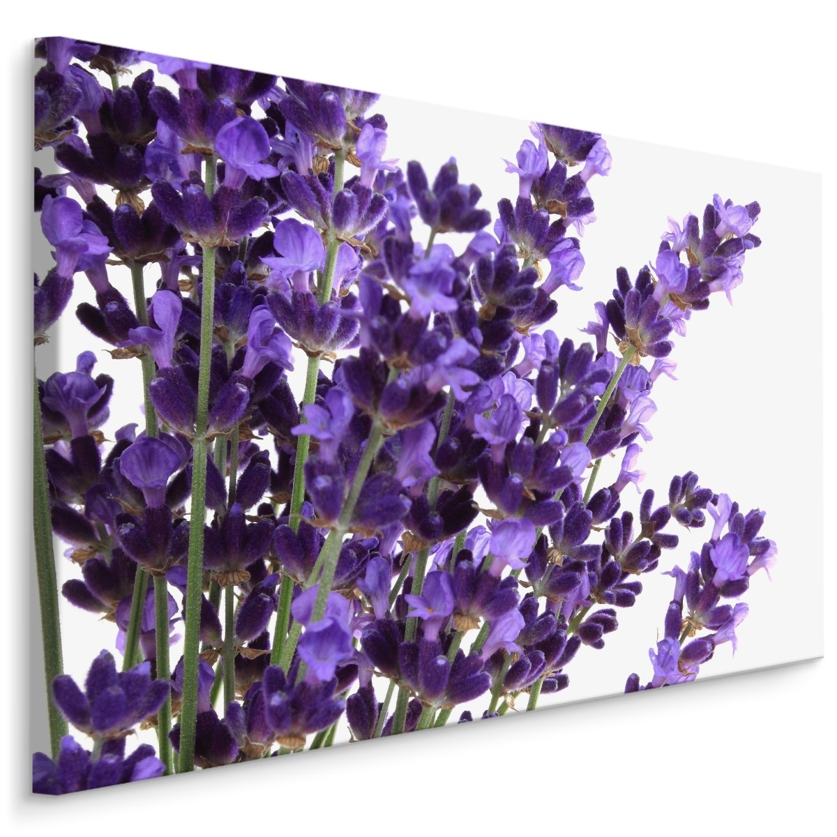 Schilderij - Close up van Lavendel, Paars, Premium Print