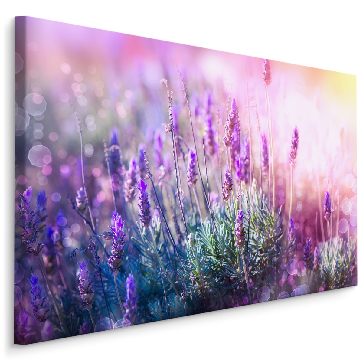 Schilderij - Bloeiende Lavendel, Paars, Premium Print afbeelding