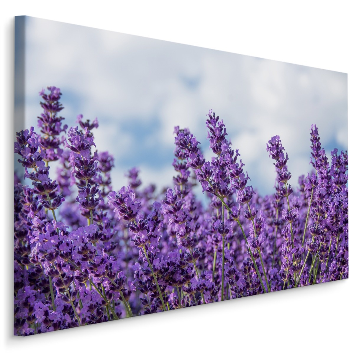 Schilderij - Lavendel in het Veld, Premium Print, 5 maten afbeelding