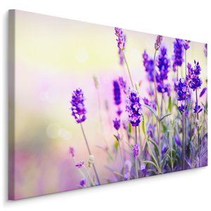 Schilderij - Lavendel in het Veld, Premium Print, 5 maten