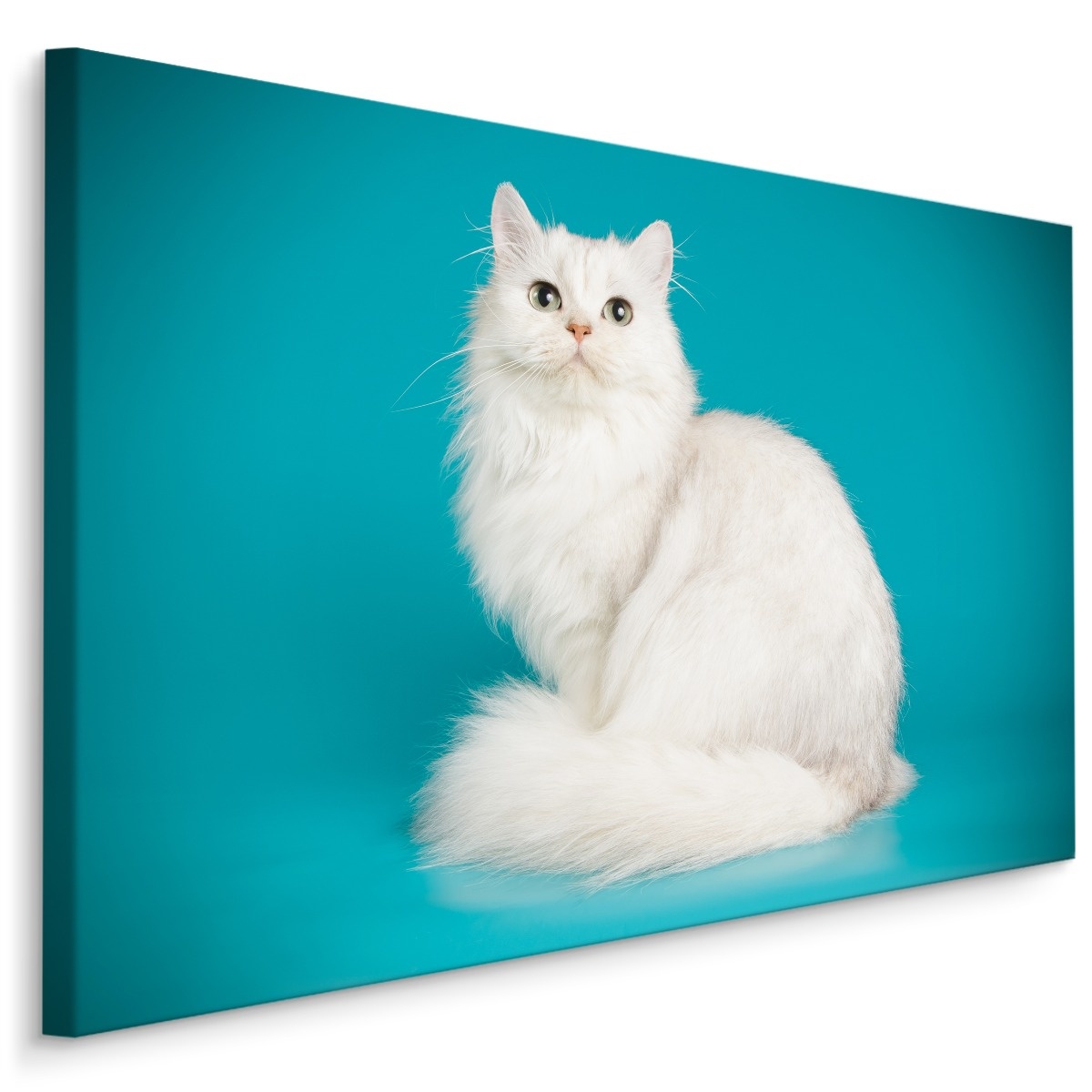 Schilderij - Witte Kat met Blauwe achtergrond, Premium print afbeelding