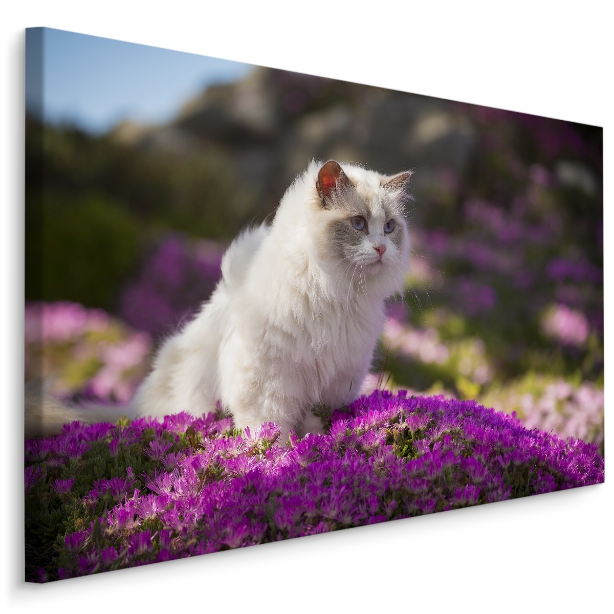 Schilderij - Ragdoll Kat tussen de Bloemen, Premium print afbeelding