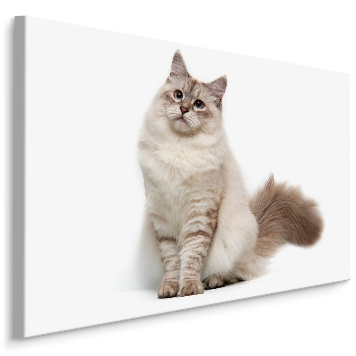 Schilderij - Neva Masquerade kat, Premium Print, 5 maten afbeelding