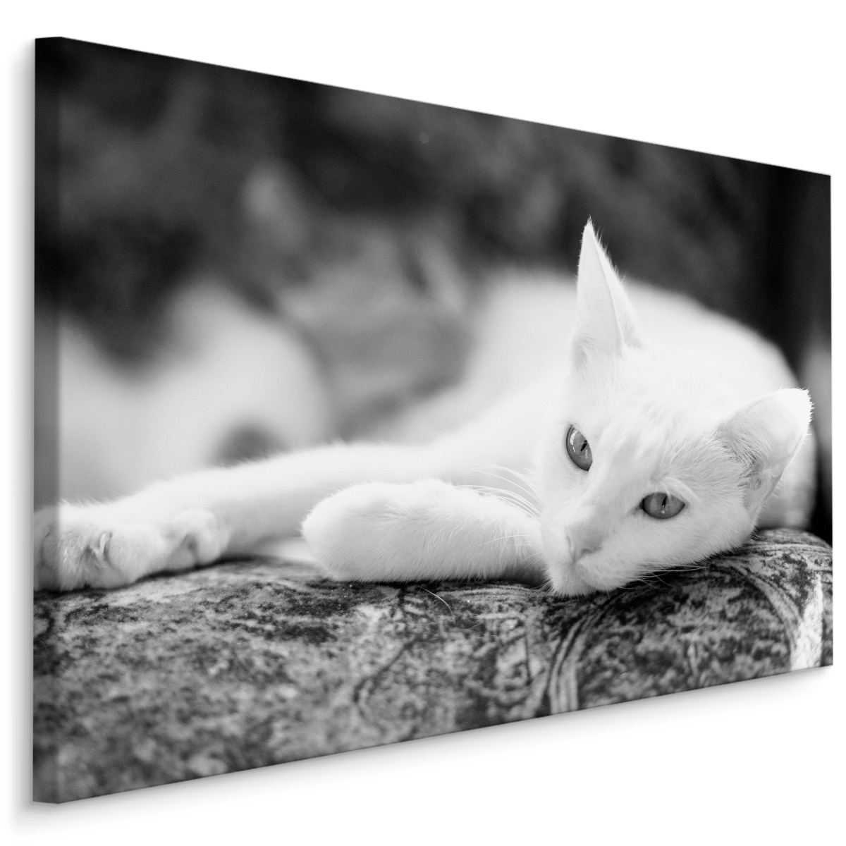 Schilderij - Rustende Witte Kat, Premium Kwaliteit, Zwart/wit afbeelding