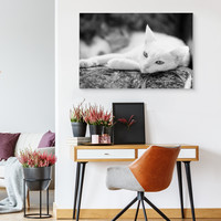 Schilderij - Rustende Witte Kat, Premium Kwaliteit, Zwart/wit