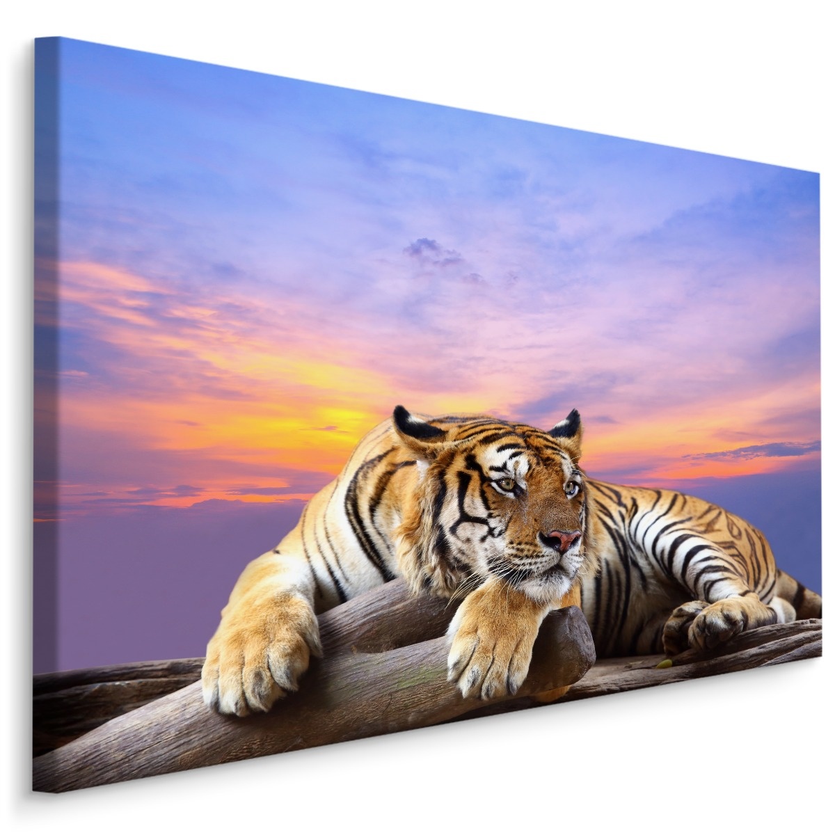 Schilderij - Rustende Tijger, Premium Print, 5 maten afbeelding