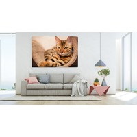 Schilderij - Bengaalse Kat, Premium Print, 5 maten