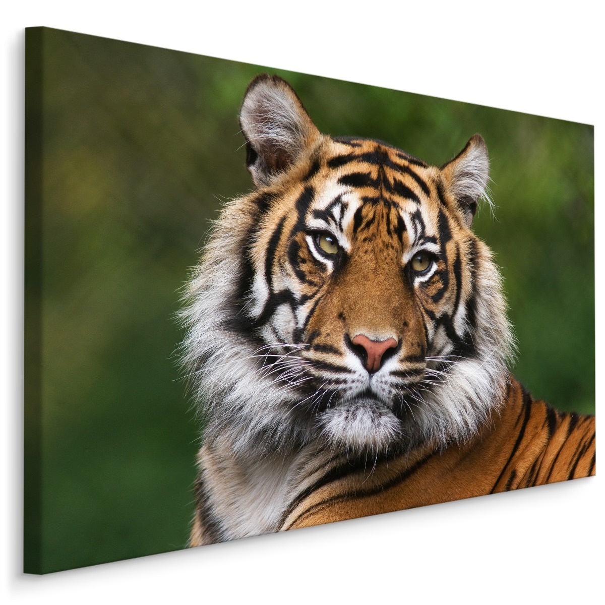 Schilderij - Bengaalse Tijger, premium Print, 5 maten afbeelding