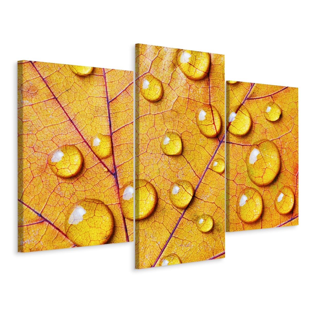 Schilderij - Waterdruppels op een herfst blad, 3 luik, Premium Print